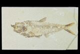Bargain, Fossil Fish (Diplomystus) - Green River Formation #138618-1